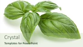  Presentation with sweet basil - PPT theme featuring ocimum basilicum - close up studio shot background and a mint green colored foreground