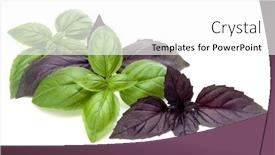  Presentation with sweet basil - Colorful slide deck enhanced with fresh green and red basil backdrop and a white colored foreground