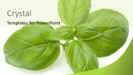  Presentation with sweet basil - Colorful slide deck enhanced with close up studio shot of fresh green basil herb leaves isolated on white background sweet genovese basil backdrop and a soft green colored foreground