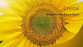  Presentation with sunflower sunflower sunflower sunflower sunflower - Slide set featuring close-up-sunflower-texture-sun background and a gold colored foreground