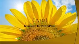  Presentation with blue design - Presentation theme consisting of close-up-sunflower-with-blue background and a gold colored foreground