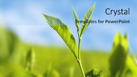  Presentation with tea plant - Slides featuring close up tea leaves background and a light blue colored foreground
