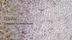  Presentation with trout - PPT theme having close-up-texture-of-rainbow background and a light gray colored foreground