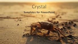  Presentation with sand ocean - PPT theme consisting of close-up-the-crab background and a yellow colored foreground