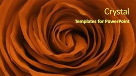  Presentation with brown - PPT layouts having close-up-tred-brown-rose background and a tawny brown colored foreground
