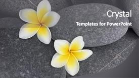  Presentation with frangipani flowers - Colorful presentation theme enhanced with close up two white frangipani backdrop and a gray colored foreground