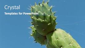  Presentation with unripe - Colorful slides enhanced with close-up-unripe-fruits-prickly backdrop and a teal colored foreground