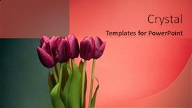  Presentation with fragrant - Presentation theme with close-up-view-at-red background and a coral colored foreground