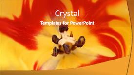  Presentation with tulip - Colorful slide set enhanced with close-up-view-in-red backdrop and a crimson colored foreground