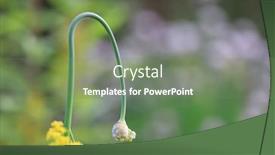  Presentation with flower - Presentation theme enhanced with close-up-view-of-allium background and a seafoam green colored foreground