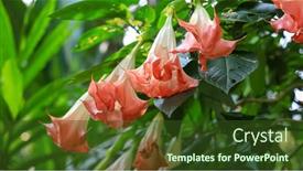  Presentation with angel - Theme consisting of close-up-view-of-angel background and a tawny brown colored foreground