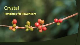  Presentation with coffee beans - Presentation having close-up-view-of-arabica background and a tawny brown colored foreground