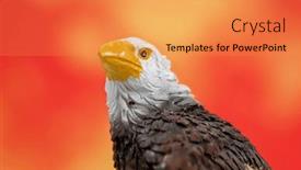  Presentation with eagle - Presentation design enhanced with close-up-view-of-bald background and a gold colored foreground