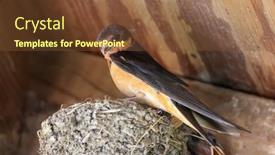 Presentation with swallow - Theme with close-up-view-of-barn background and a tawny brown colored foreground