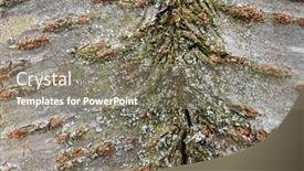  Presentation with tree - Presentation consisting of close-up-view-of-birch background and a gray colored foreground