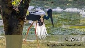  Presentation with native indian - PPT theme with close-up-view-of-black background and a coral colored foreground