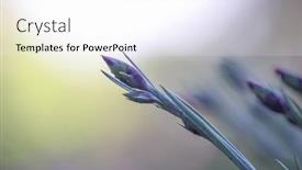  Presentation with bud - 