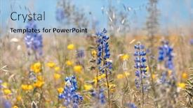  Presentation with wildflower meadow - Slide set consisting of close-up-view-of-blue background and a light blue colored foreground