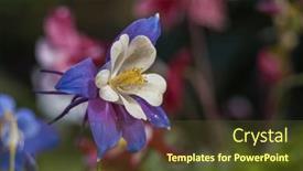  Presentation with blue flower - Slide deck having close-up-view-of-blue background and a tawny brown colored foreground