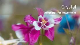  Presentation with blue flower - Presentation theme with close-up-view-of-blue background and a gray colored foreground