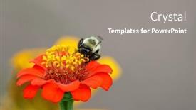  Presentation with bee - Slides with close-up-view-of-bumble background and a gray colored foreground