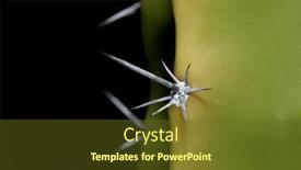  Presentation with needles - PPT theme having close-up-view-of-cactus background and a tawny brown colored foreground