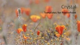  Presentation with wildflower meadow - Presentation theme enhanced with close-up-view-of-california background and a coral colored foreground
