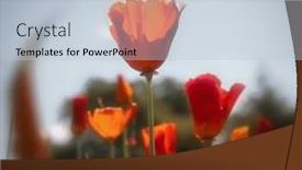  Presentation with california - Slide set featuring close-up-view-of-california background and a lemonade colored foreground