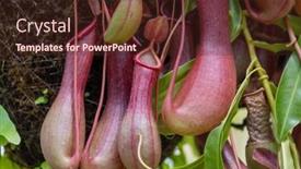  Presentation with plant - Theme featuring close-up-view-of-carnivores background and a tawny brown colored foreground