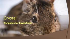  Presentation with chilean - Beautiful slide set featuring close-up-view-of-chilean backdrop and a tawny brown colored foreground
