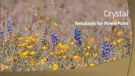  Presentation with wildflower meadow - Slides with close-up-view-of-colorful background and a coral colored foreground