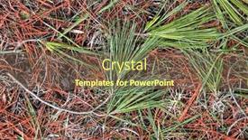  Presentation with pine - PPT layouts consisting of close-up-view-of-colorful background and a  colored foreground