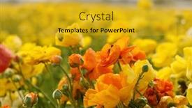  Presentation with colorful flower - Presentation design consisting of close-up-view-of-colorful background and a gold colored foreground