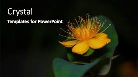  Presentation with medicine - PPT layouts enhanced with close-up-view-of-common background and a black colored foreground