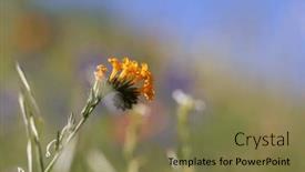  Presentation with california - Presentation theme having close-up-view-of-common background and a violet colored foreground