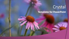  Presentation with flowers - Slide deck enhanced with close-up-view-of-cone background and a ocean colored foreground