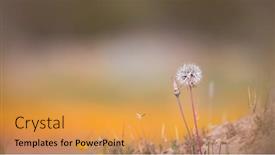  Presentation with dandelion - Presentation theme enhanced with close-up-view-of-dandelion background and a yellow colored foreground
