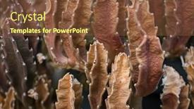  Presentation with cactus - Presentation featuring close-up-view-of-dry background and a tawny brown colored foreground