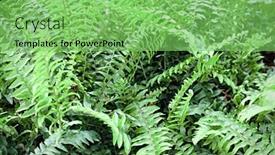 Presentation with ferns - Audience pleasing theme consisting of close-up-view-of-ferns backdrop and a seafoam green colored foreground
