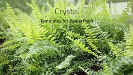  Presentation with ferns - Colorful slide set enhanced with close-up-view-of-ferns backdrop and a yellow colored foreground