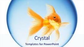  Presentation with bowl - PPT layouts with close up view of fish background and a sky blue colored foreground