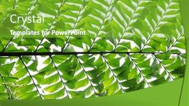  Presentation with palm leaves - PPT theme with close-up-view-of-fishtail background and a seafoam green colored foreground