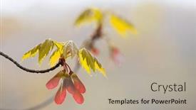  Presentation with maple - Presentation design featuring close-up-view-of-fresh background and a mint green colored foreground