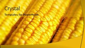  Presentation with corn cobs - Amazing theme having close up view of fresh corn cobs backdrop and a gold colored foreground