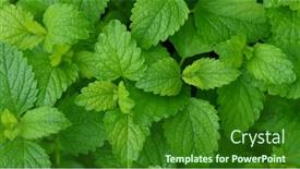  Presentation with grown - Presentation theme enhanced with close-up-view-of-freshly background and a  colored foreground