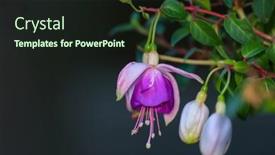  Presentation with dark flower - Presentation enhanced with close-up-view-of-fuchsia background and a wine colored foreground