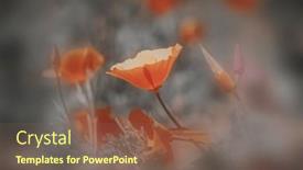  Presentation with poppy - PPT layouts with close-up-view-of-golden background and a violet colored foreground