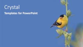  Presentation with bird - PPT theme having close-up-view-of-goldfinch background and a teal colored foreground