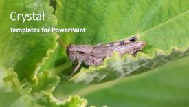  Presentation with green leaf - Presentation theme enhanced with close-up-view-of-grasshopper background and a tawny brown colored foreground