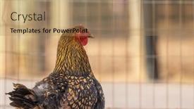  Presentation with grown - Theme with close-up-view-of-hen background and a coral colored foreground